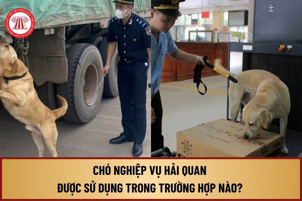 Chó nghiệp vụ Hải quan được sử dụng trong những trường hợp nào? Điều chuyển chó nghiệp vụ quy định ra sao?