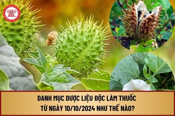 Danh mục dược liệu độc làm thuốc nguồn gốc từ thực vật, động vật, khoáng vật từ ngày 10/10/2024 như thế nào?