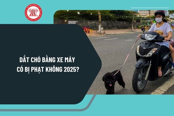 Dắt chó bằng xe máy có bị phạt không 2025? Dắt chó đi dạo bằng xe máy bị phạt bao nhiêu tiền?