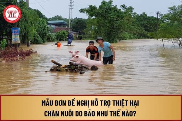 Mẫu Đơn đề nghị hỗ trợ thiệt hại chăn nuôi do bão như thế nào? Mức hỗ trợ thiệt hại gia súc, gia cầm do bão số 3 ra sao?