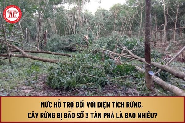 Mức hỗ trợ đối với diện tích rừng, cây rừng bị bão số 3 tàn phá gây thiệt hại là bao nhiêu?