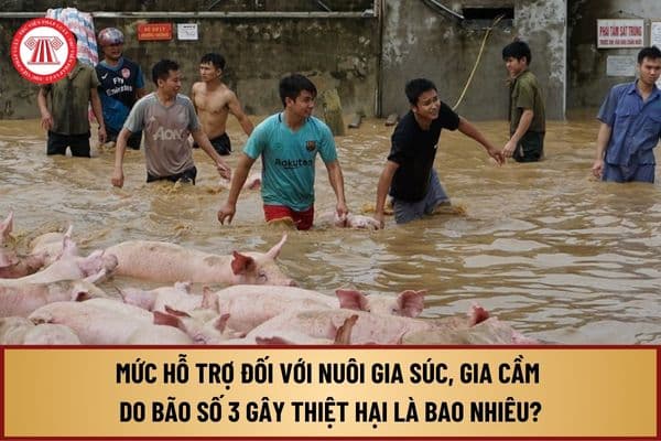 Mức hỗ trợ đối với nuôi gia súc, gia cầm do bão số 3 (Siêu bão YAGI) gây thiệt hại là bao nhiêu?