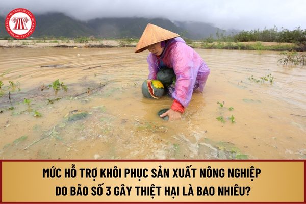 Mức hỗ trợ khôi phục sản xuất nông nghiệp do bão số 3 (Siêu bão YAGI) gây thiệt hại là bao nhiêu?