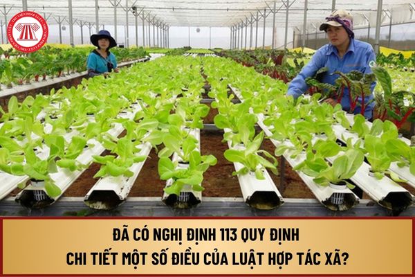 Đã có Nghị định 113 quy định chi tiết một số điều của Luật Hợp tác xã từ ngày 01/11/2024 như thế nào?