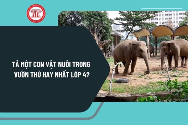 Tả một con vật nuôi trong vườn thú hay nhất lớp 4? Mẫu bài tả một con vật nuôi trong vườn thú chọn lọc?