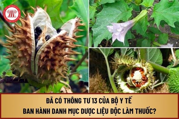 Đã có Thông tư 13 của Bộ Y tế ban hành Danh mục dược liệu độc làm thuốc từ ngày 10/10/2024 như thế nào?