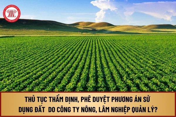 Trình tự, thủ tục thẩm định, phê duyệt phương án sử dụng đất từ 1/8/2024 do công ty nông, lâm nghiệp quản lý thế nào?