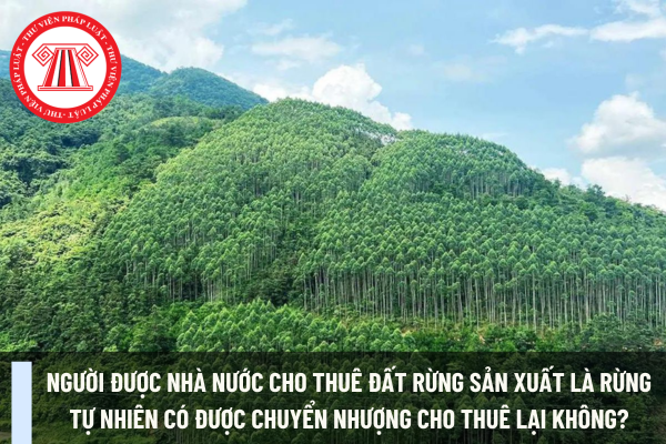 Người được Nhà nước cho thuê đất rừng sản xuất là rừng tự nhiên có được chuyển nhượng cho thuê lại không?