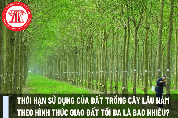 Thời hạn sử dụng của đất trồng cây lâu năm theo hình thức giao đất tối đa là bao nhiêu?