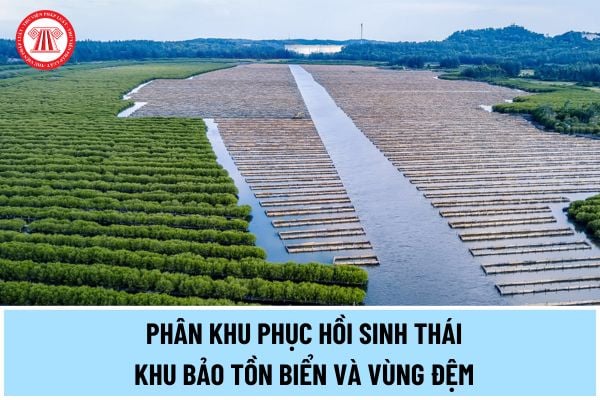 Trong phân khu phục hồi sinh thái khu bảo tồn biển và vùng đệm được thực hiện những hoạt động nào?