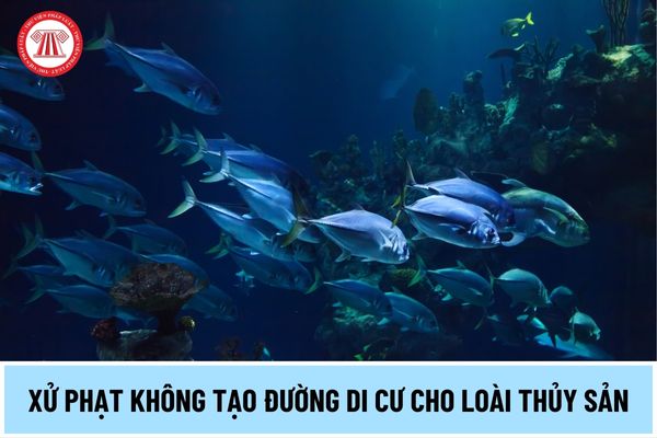 Không tạo đường di cư cho loài thủy sản khi xây dựng mới công trình bị phạt bao nhiêu tiền từ 01/5/2024?