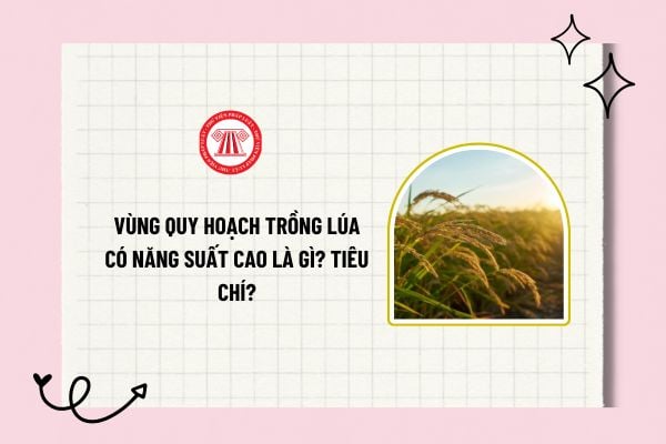 Vùng quy hoạch trồng lúa có năng suất cao là gì? Vùng quy hoạch trồng lúa có năng suất, chất lượng cao, gồm các tiêu chí là gì?