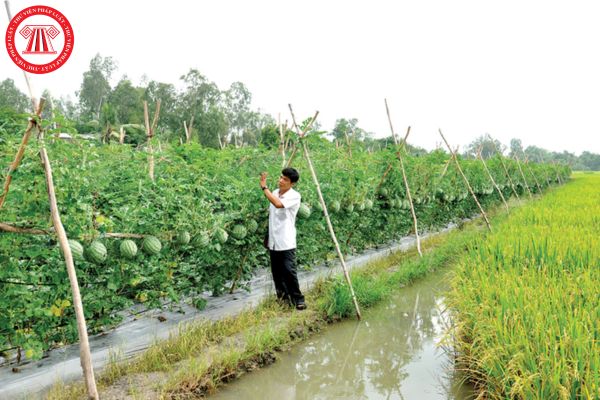 Uỷ ban nhân dân cấp xã ban hành kế hoạch chuyển đổi cơ cấu cây trồng trên đất trồng lúa trên địa bàn xã theo mẫu nào? Tải về mẫu này ở đâu?