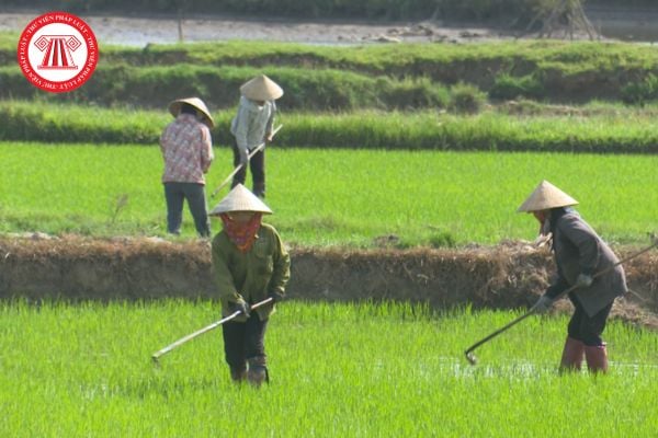 Nông dân có thể nhận bằng khen của Thủ tướng Chính phủ không? Mức tiền thưởng kèm theo khi nhận bằng khen? 