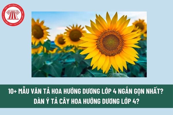 10+ Mẫu Văn tả hoa hướng dương lớp 4 ngắn gọn nhất? Tả cây hoa hướng dương lớp 4? Dàn ý tả cây hoa hướng dương lớp 4? 