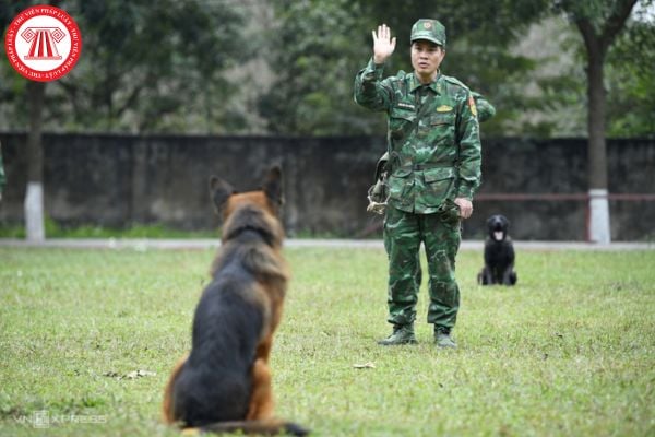 Động vật nghiệp vụ là gì? Đơn vị huấn luyện động vật nghiệp vụ cần phải cần đáp ứng những yêu cầu gì?