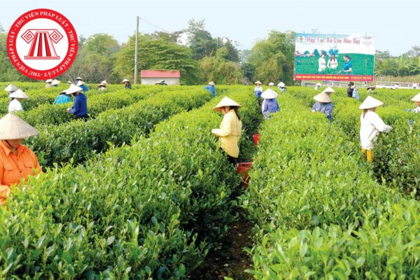 Thành viên hợp tác xã có phần vốn góp bằng vốn góp tối thiểu nhưng chưa góp đủ vốn góp cam kết có bị chấm dứt tư cách thành viên?