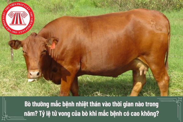 Bò thường mắc bệnh nhiệt thán vào thời gian nào trong năm? Tỷ lệ tử vong của bò khi mắc bệnh nhiệt thán có cao hay không?