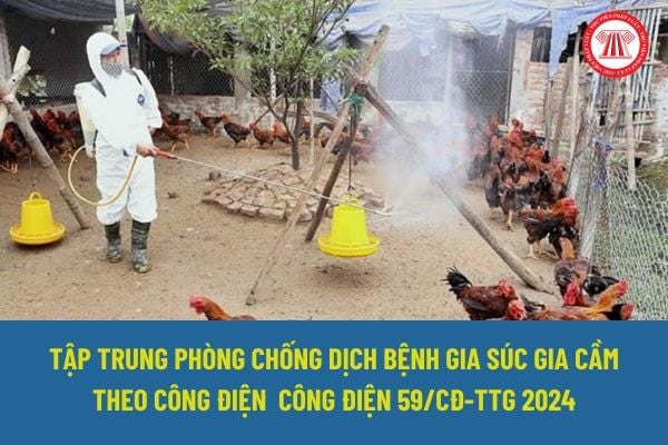 Tập trung phòng chống dịch bệnh gia súc gia cầm trong tháng 6 2024 được Thủ tướng Chính phủ chỉ đạo như thế nào?