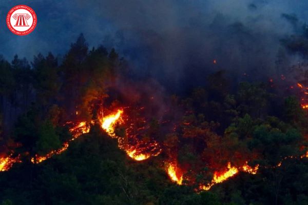 Khi dự báo cháy rừng đạt cấp độ bao nhiêu thì Uỷ ban nhân dân các cấp chỉ đạo các lực lượng rà soát, xác định các khu vực trọng điểm có nguy cơ cháy rừng cao trên địa bàn?