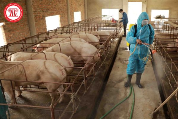 Chủ cơ sở chăn nuôi xử lý ổ dịch bệnh động vật trên cạn khi vệ sinh, khử trùng cần thực hiện như thế nào?