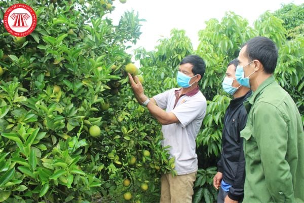 Hộ gia đình đầu tư cây ăn quả lâu năm được tổ chức tín dụng cho vay không có tài sản bảo đảm tối đa bao nhiêu tiền?