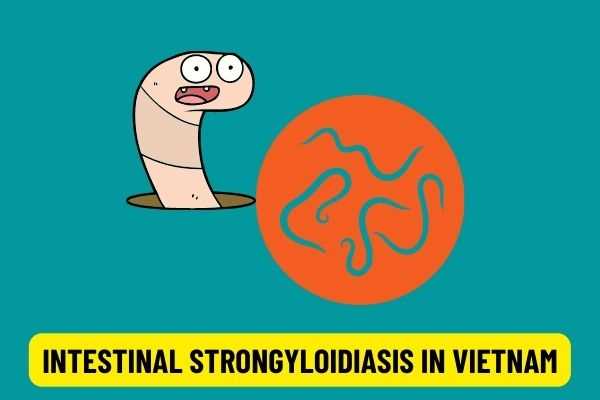 Intestinal strongyloidiasis in Vietnam: Can lead to encephalitis, pneumonia and lead to high mortality? What are the causes and symptoms of the disease?