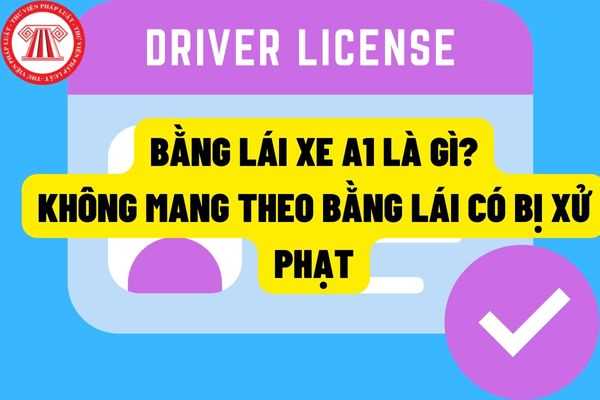 Bằng lái xe A1 là gì? Có bằng lái xe A1 nhưng không mang theo bằng lái khi điều khiển xe máy lưu thông ngoài đường thì có bị phạt không?