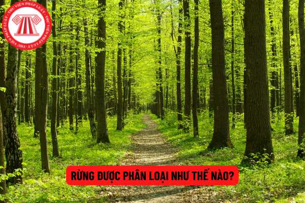 Rừng được phân thành mấy loại?