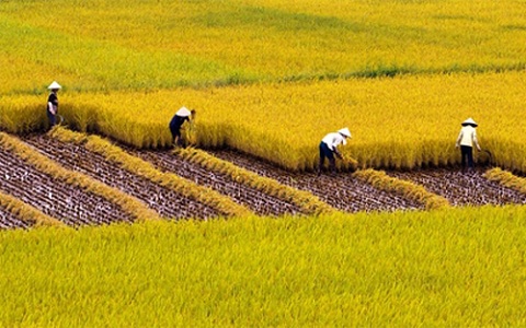 Giảm hơn 180 nghìn ha diện tích đất trồng lúa giai đoạn 2021 - 2025