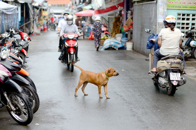 Hà Nội: Chủ nuôi chó chịu mọi chi phí khi chó thả rông bị bắt giữ