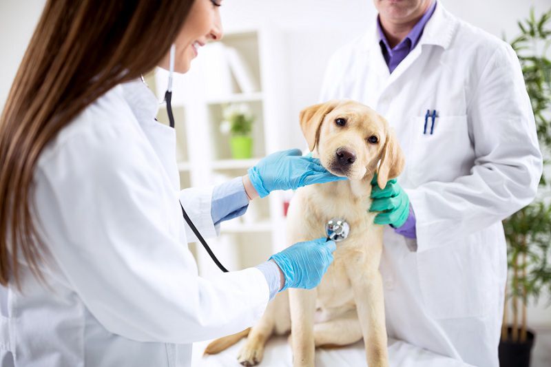 Điều kiện cấp chứng chỉ hành nghề thú y