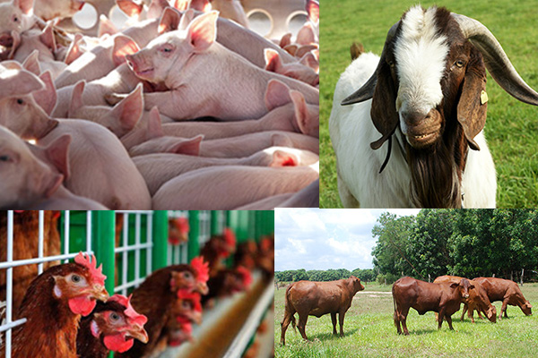 Bộ Nông nghiệp và Phát triển nông thôn đề xuất nhiều chính sách hỗ trợ nâng cao hiệu quả chăn nuôi