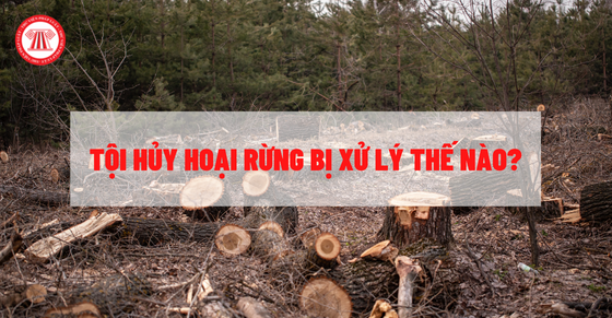 Tội hủy hoại rừng bị xử lý thế nào theo Bộ luật Hình sự?