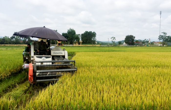 Thủ tục chuyển đổi cơ cấu cây trồng trên đất trồng lúa cấp tỉnh
