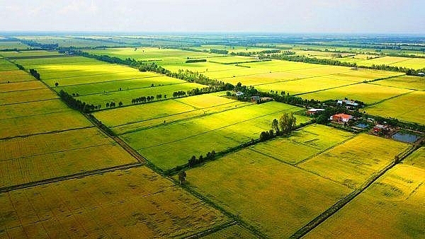 Hà Nội hướng dẫn quy định về nộp tiền bảo vệ, phát triển đất trồng lúa 