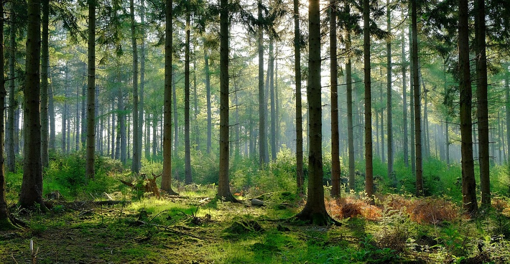 Chuyển đất rừng sang mục đích sử dụng khác không được cho phép bị phạt bao nhiêu?