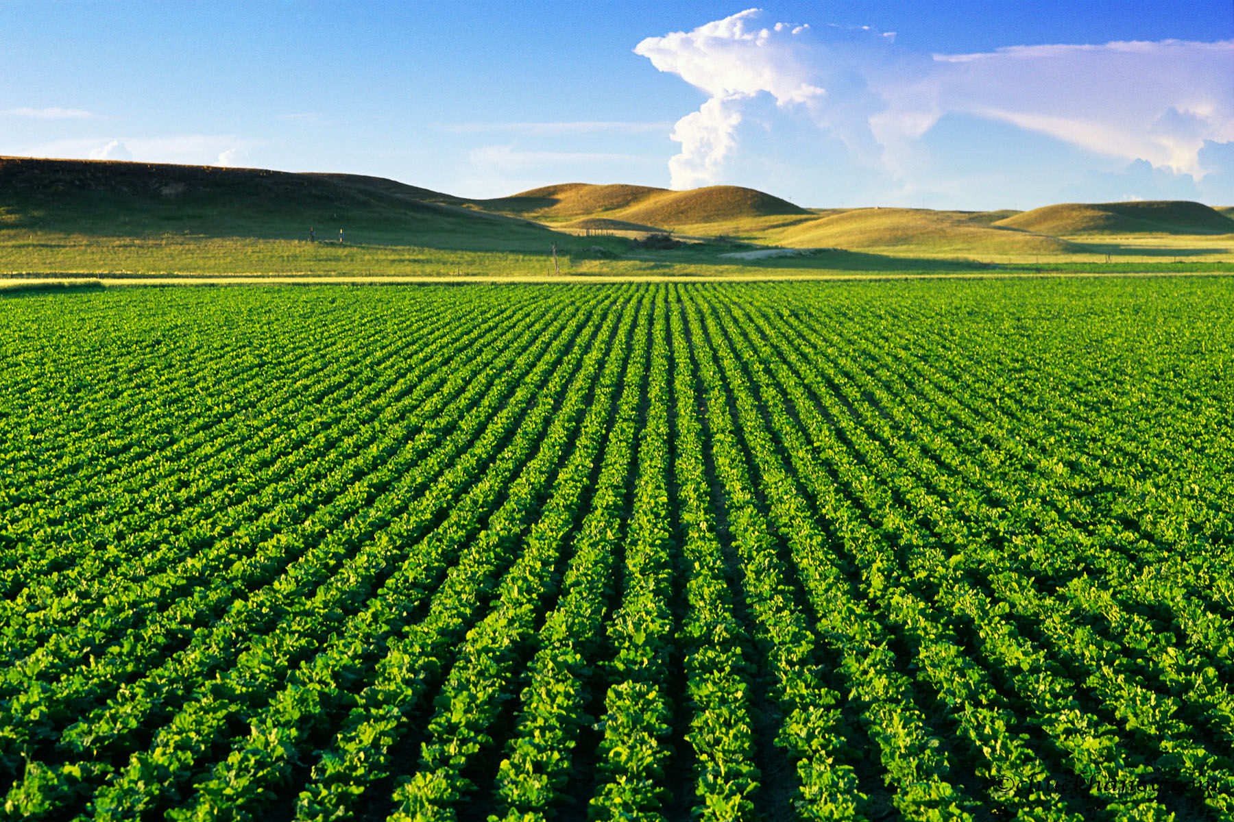 Hạn mức giao đất nông nghiệp theo Luật Đất đai 2013