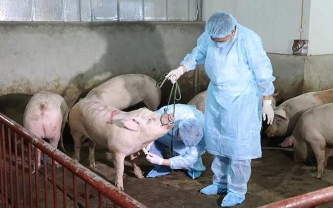Quyết liệt trong việc phòng chống bệnh dịch tả lợn Châu Phi