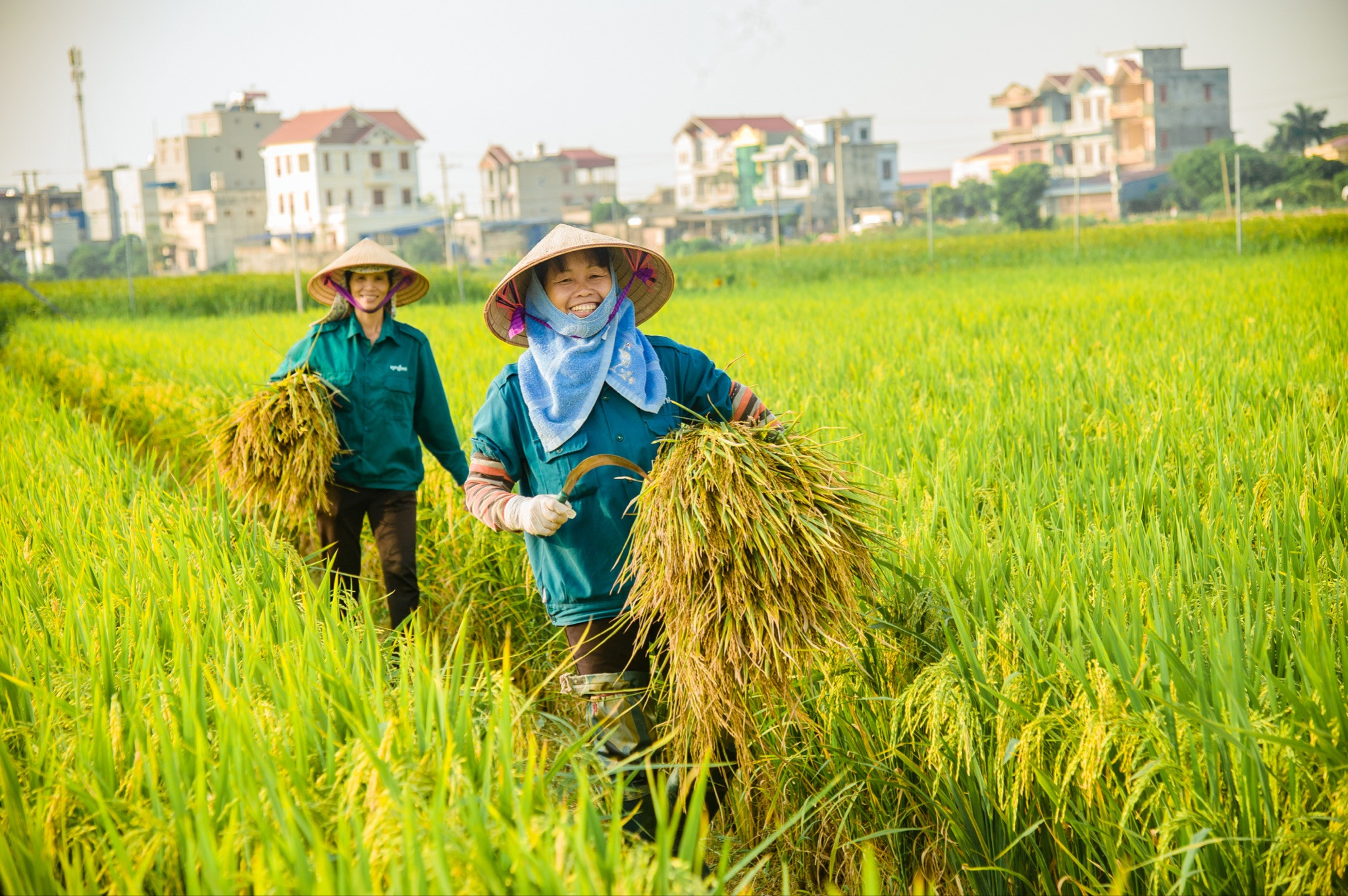 Tiêu chuẩn danh hiệu “Lao động tiên tiến” của ngành Nông nghiệp và Phát triển nông thôn từ năm 2024
