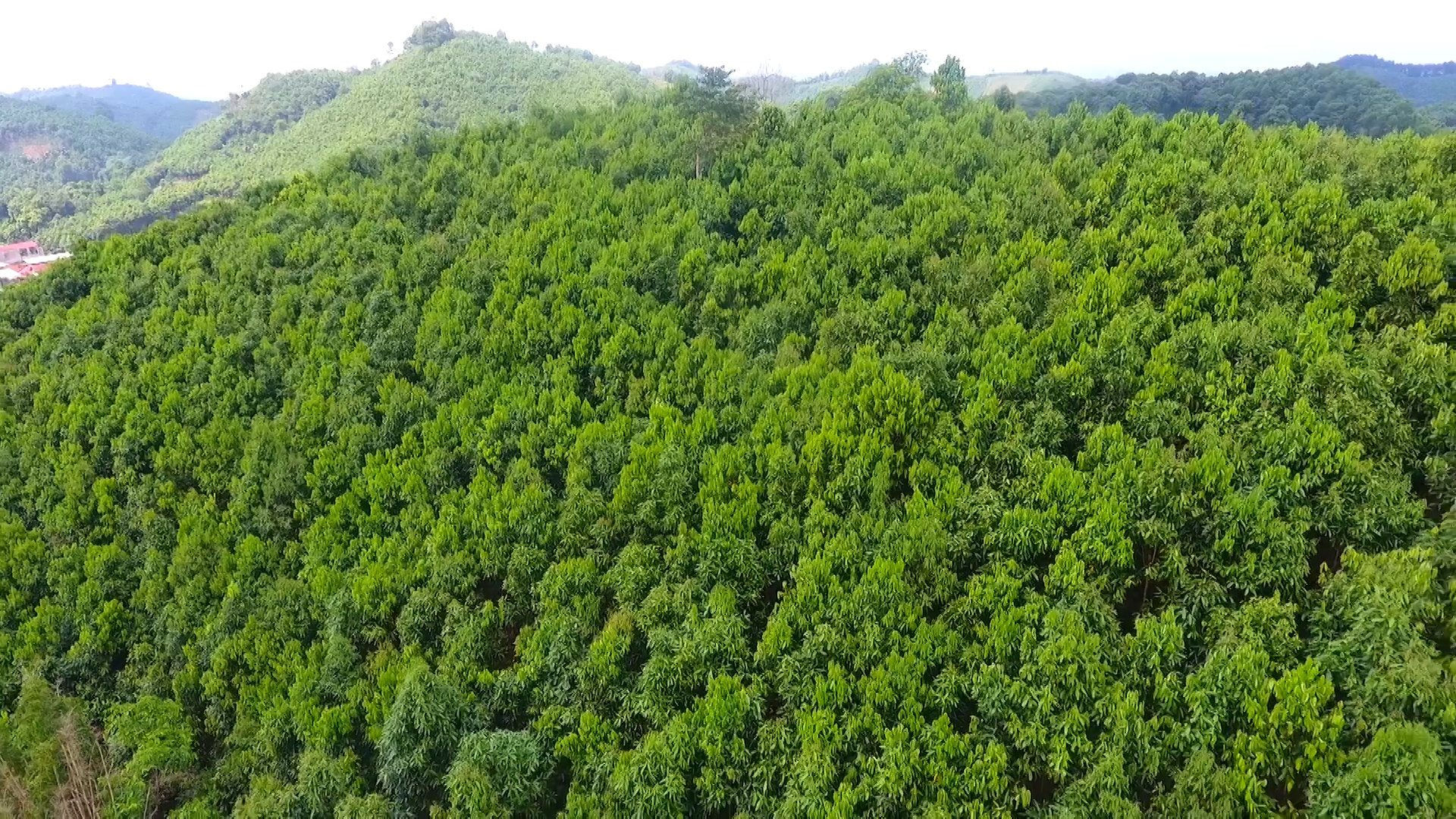 Thẩm quyền quyết định chủ trương chuyển mục đích sử dụng rừng từ 01/01/2025
