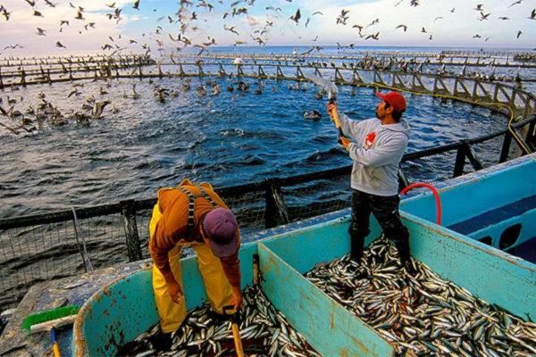 Trình tự cấp giấy phép nuôi trồng thủy sản trên biển đối với nhà đầu tư nước ngoài