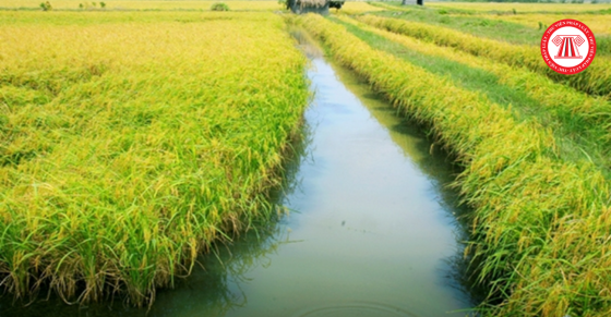 Đề xuất quy định về chuyển đổi cơ cấu cây trồng, vật nuôi trên đất trồng lúa