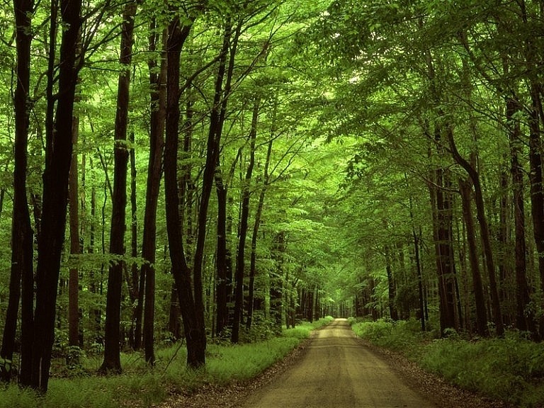 Phương pháp định giá rừng tự nhiên mới nhất năm 2024