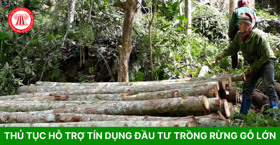 Thủ tục hỗ trợ tín dụng đầu tư trồng rừng gỗ lớn