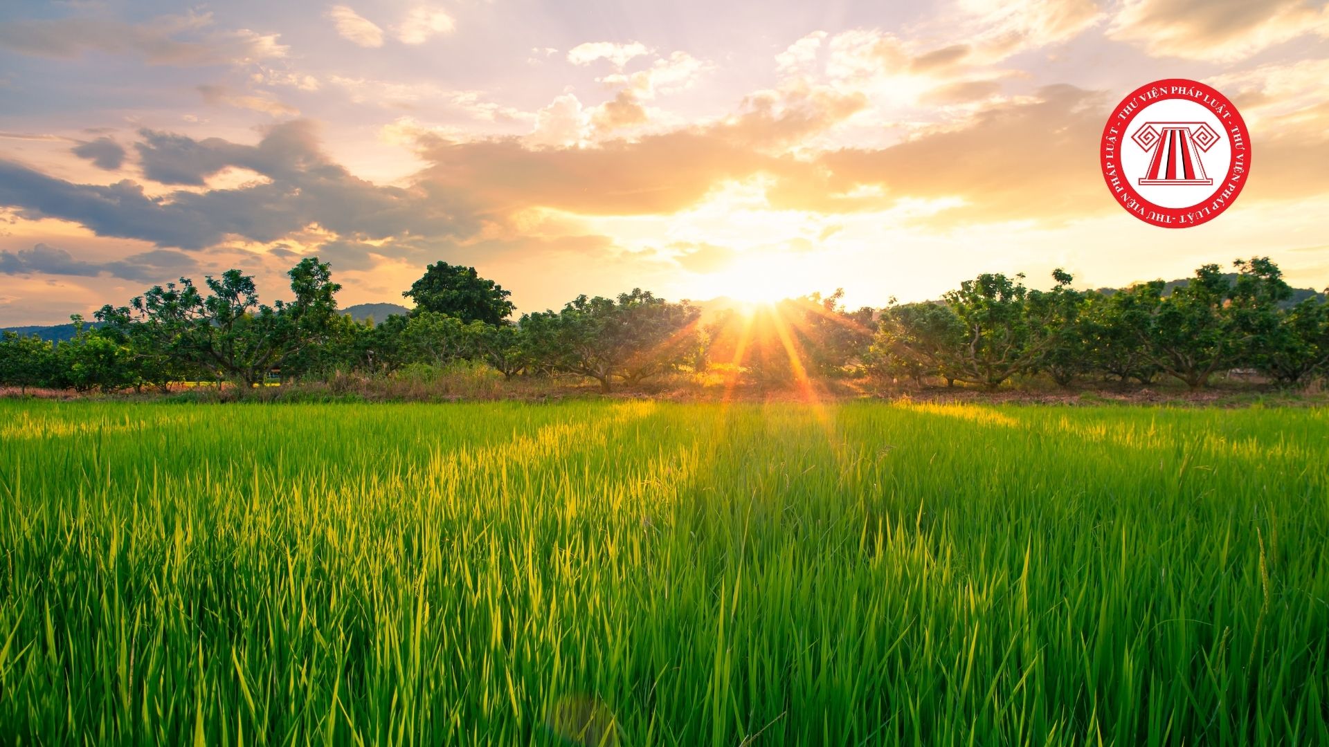 Dự thảo Nghị định đất trồng lúa cần hoàn thiện 8 nội dung