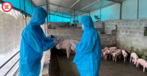 Thủ tướng Chính phủ yêu cầu thực hiện nghiêm các biện pháp phòng, chống bệnh Dịch tả lợn Châu phi
