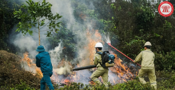 Quy định về phòng cháy và chữa cháy rừng trong công tác bảo vệ rừng