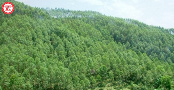 Sửa đổi thủ tục thu hồi rừng từ ngày 18/7/2024