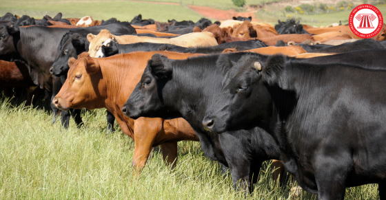 Hướng dẫn nhập khẩu giống vật nuôi và sản phẩm giống vật nuôi